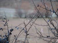 Imagine atasata: A1-Tm-Lg-dorum-2013-Dec-11-08.jpg
